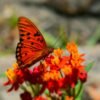 Gulf Fritillary (Agraulis vanillae) - Framed Entomology Specimen