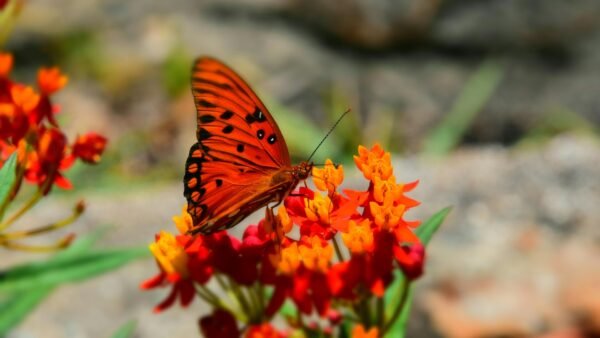 Gulf Fritillary (Agraulis vanillae) - Framed Entomology Specimen