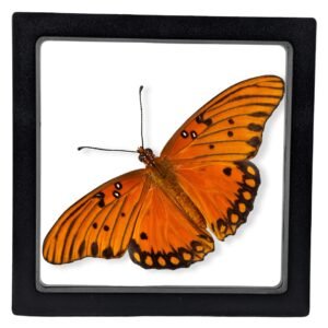 Gulf Fritillary (Agraulis vanillae) - Framed Entomology Specimen