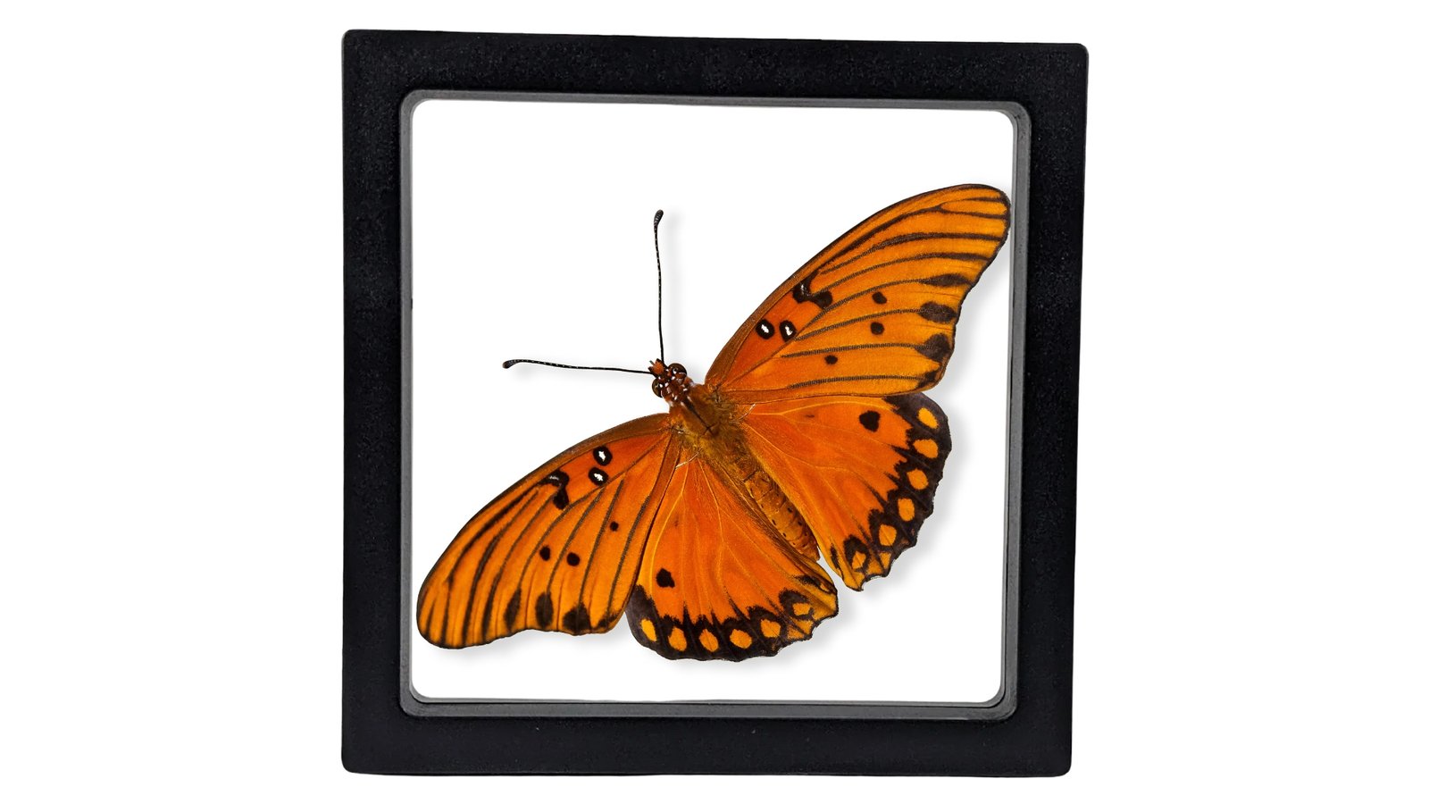 Gulf Fritillary (Agraulis vanillae) - Framed Entomology Specimen