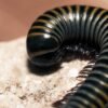 Bumblebee Millipedes (Anadenobolus monilicornis)