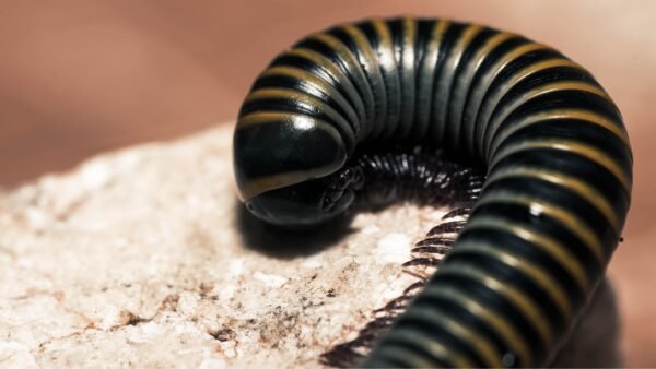 Bumblebee Millipedes (Anadenobolus monilicornis)