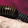 Bumblebee Millipedes (Anadenobolus monilicornis)