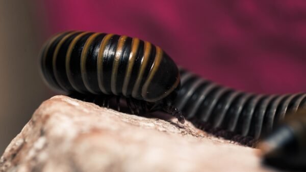 Bumblebee Millipedes (Anadenobolus monilicornis)