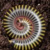Bumblebee Millipedes (Anadenobolus monilicornis)