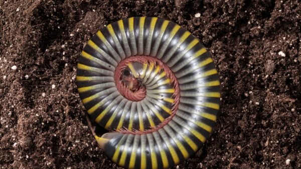 Bumblebee Millipedes (Anadenobolus monilicornis)