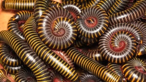 Bumblebee Millipedes (Anadenobolus monilicornis)