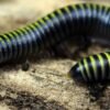 Bumblebee Millipedes (Anadenobolus monilicornis)