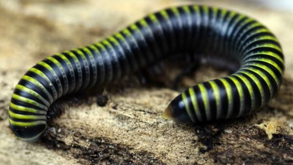 Bumblebee Millipedes (Anadenobolus monilicornis)