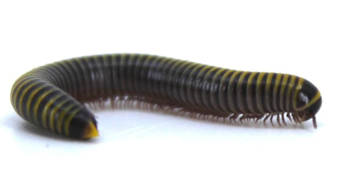 Bumblebee Millipedes (Anadenobolus monilicornis) – alternate view