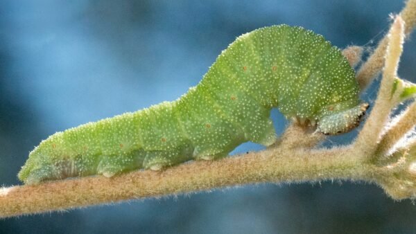 Goatweed Leafwing (Anaea andria) - Framed Entomology Specimen