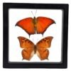 Goatweed Leafwing (Anaea andria) - Framed Entomology Specimen