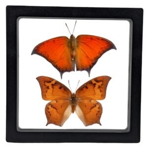 Goatweed Leafwing (Anaea andria) - Framed Entomology Specimen