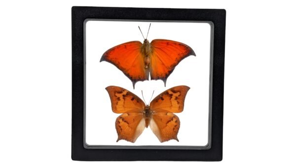 Goatweed Leafwing (Anaea andria) - Framed Entomology Specimen