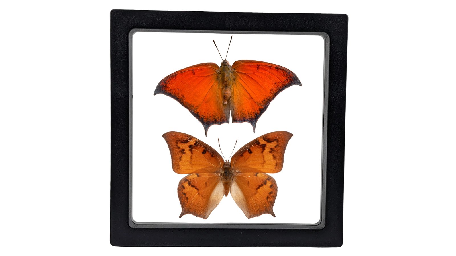 Goatweed Leafwing (Anaea andria) - Framed Entomology Specimen