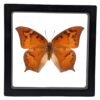 Goatweed Leafwing (Anaea andria) - Framed Entomology Specimen