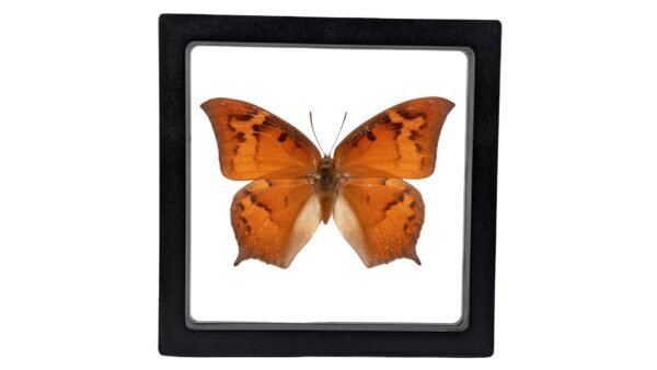 Goatweed Leafwing (Anaea andria) - Framed Entomology Specimen