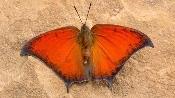 Goatweed Leafwing (Anaea andria) - Framed Entomology Specimen