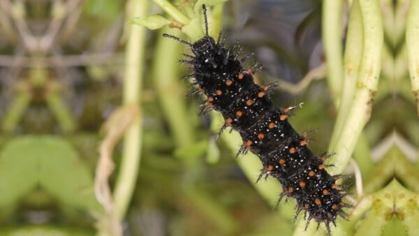 Anartia jatrophae - Caterpillar White Peacock (Anartia jatrophae) - Framed Entomology Specimen
