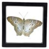 Anartia jatrophae - FRAMER White Peacock (Anartia jatrophae) - Framed Entomology Specimen
