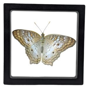 White Peacock (Anartia jatrophae) - Framed Entomology Specimen