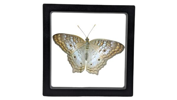 Anartia jatrophae - FRAMER White Peacock (Anartia jatrophae) - Framed Entomology Specimen