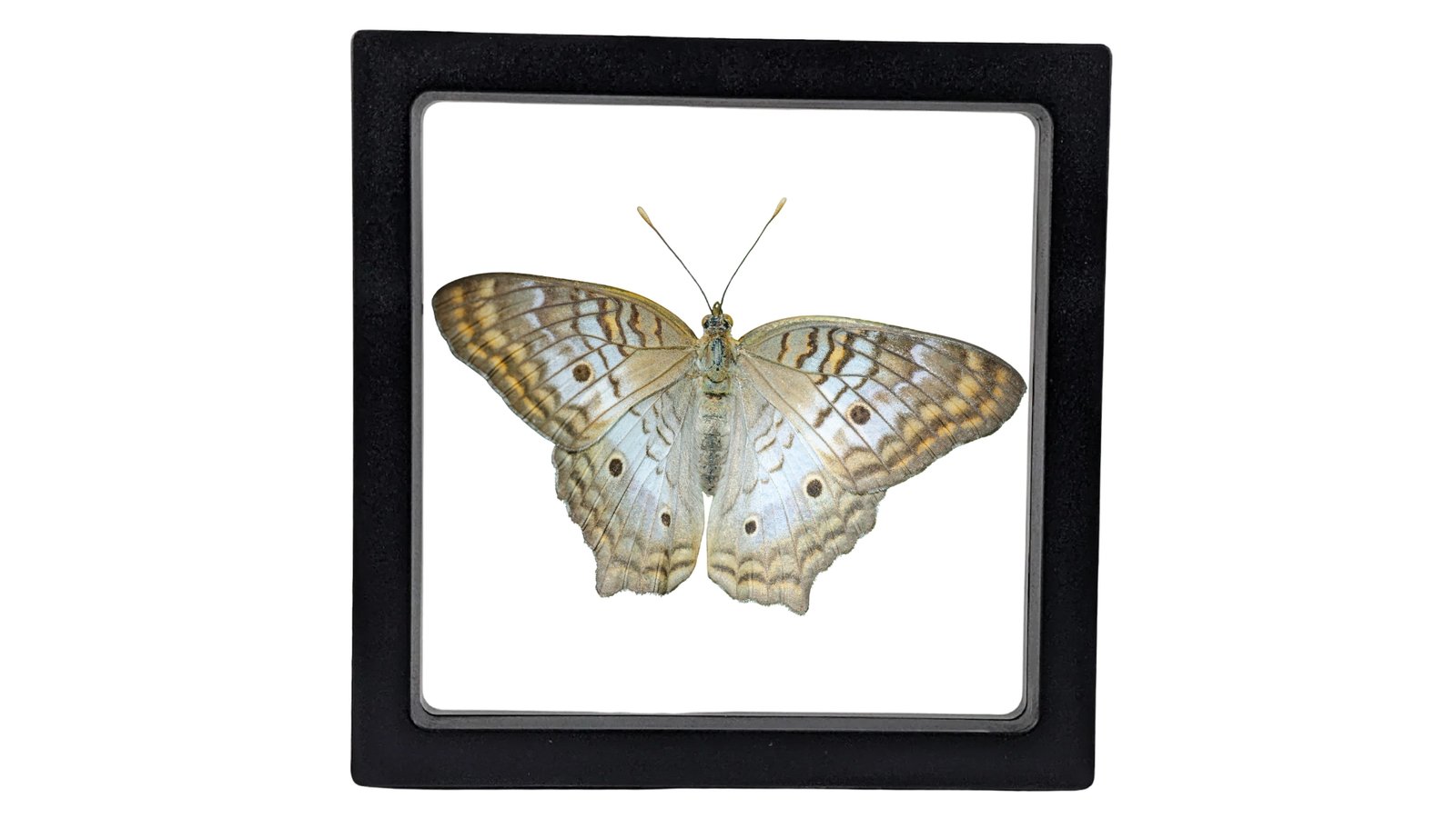 White Peacock (Anartia jatrophae) - Framed Entomology Specimen