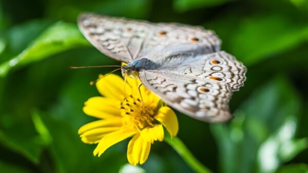 Anartia jatrophae - IMG 1 White Peacock (Anartia jatrophae) - Framed Entomology Specimen