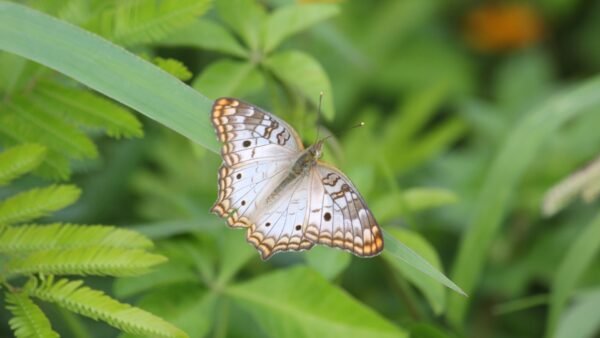 Anartia jatrophae - IMG 2 White Peacock (Anartia jatrophae) - Framed Entomology Specimen