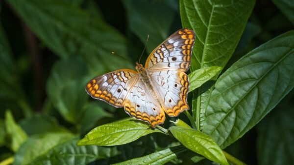 Anartia jatrophae - IMG 3 White Peacock (Anartia jatrophae) - Framed Entomology Specimen