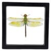 Anax junius - FRAMER Green Darner (Anax junius) - Framed Entomology Specimen