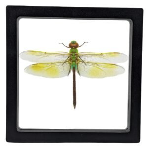 Green Darner (Anax junius) - Framed Entomology Specimen