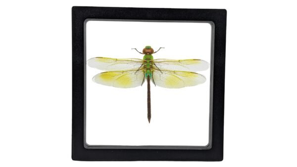 Anax junius - FRAMER Green Darner (Anax junius) - Framed Entomology Specimen