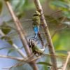 Anax junius - IMG 1 Green Darner (Anax junius) - Framed Entomology Specimen