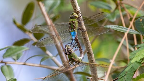 Anax junius - IMG 1 Green Darner (Anax junius) - Framed Entomology Specimen