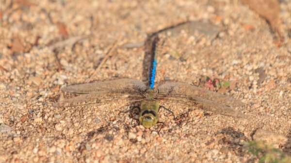 Anax junius - IMG 2 Green Darner (Anax junius) - Framed Entomology Specimen