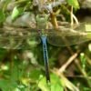 Anax junius - IMG 3 Green Darner (Anax junius) - Framed Entomology Specimen
