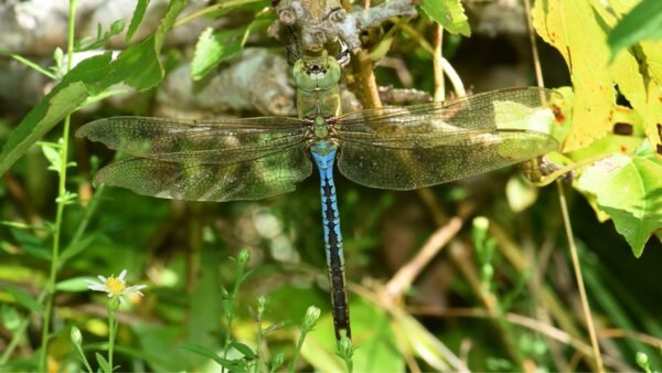 Anax junius - IMG 3 Green Darner (Anax junius) - Framed Entomology Specimen