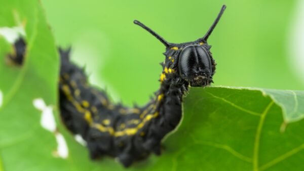 Anisota viginiensis - Caterpillar Southern Pink-Striped Oakworm Moth (Anisota viginiensis) - Framed Entomology Specimen