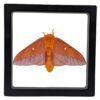 Anisota viginiensis - FRAMER Southern Pink-Striped Oakworm Moth (Anisota viginiensis) - Framed Entomology Specimen