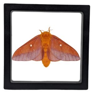 Southern Pink-Striped Oakworm Moth (Anisota viginiensis) - Framed Entomology Specimen