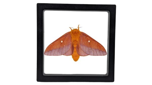 Anisota viginiensis - FRAMER Southern Pink-Striped Oakworm Moth (Anisota viginiensis) - Framed Entomology Specimen