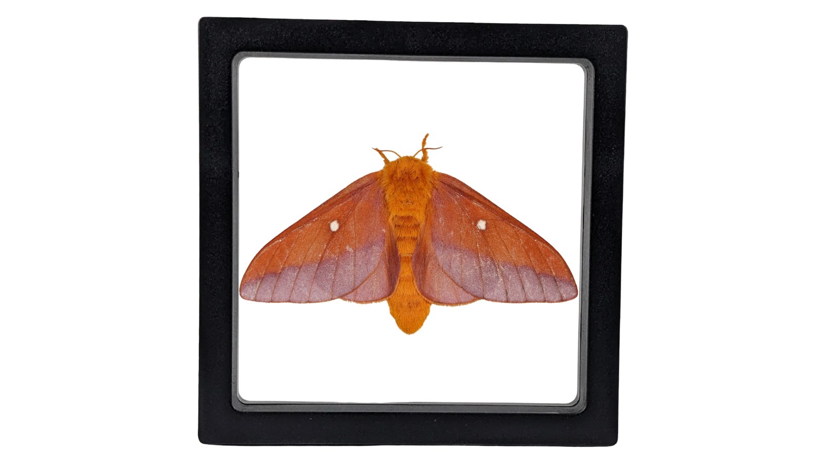 Southern Pink-Striped Oakworm Moth (Anisota viginiensis) - Framed Entomology Specimen