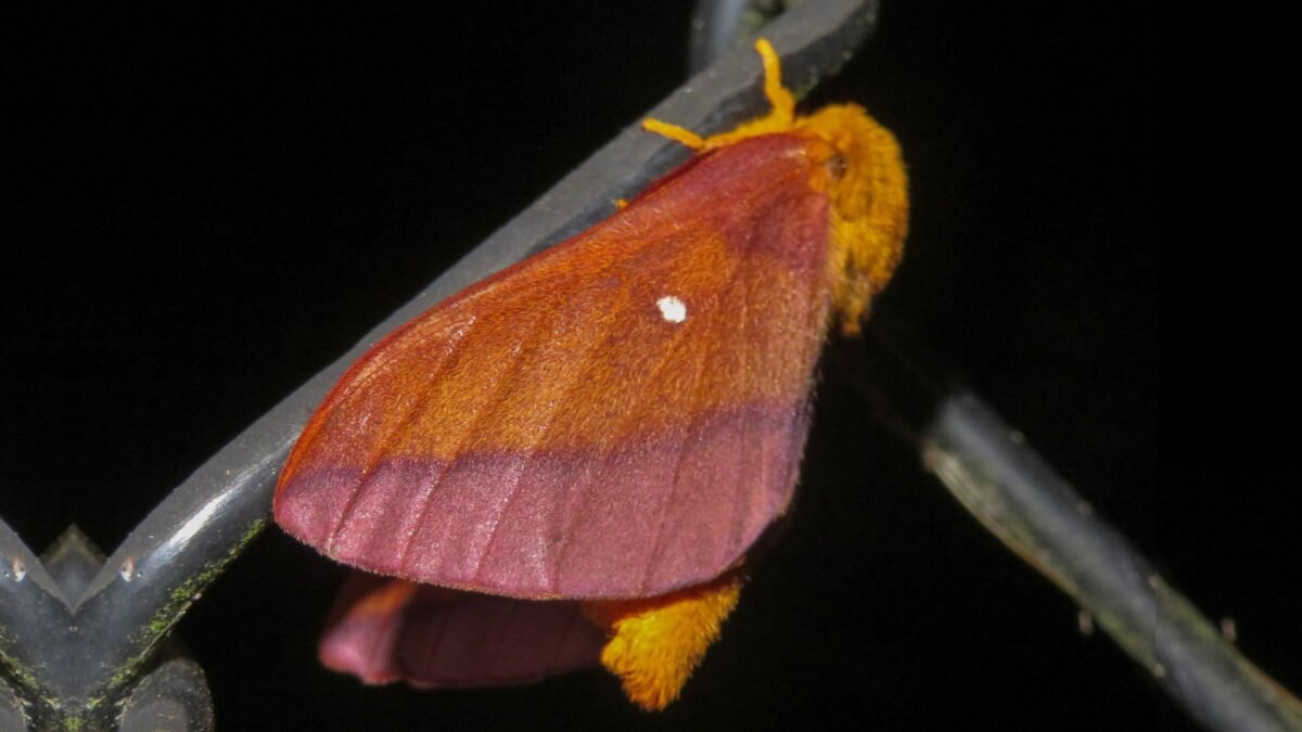 Southern Pink-Striped Oakworm Moth (Anisota viginiensis) - Framed Entomology Specimen – alternate view