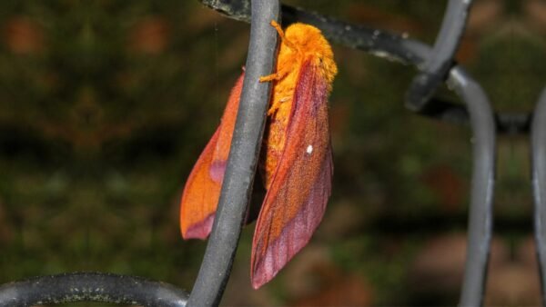 Anisota viginiensis - IMG 2 Southern Pink-Striped Oakworm Moth (Anisota viginiensis) - Framed Entomology Specimen