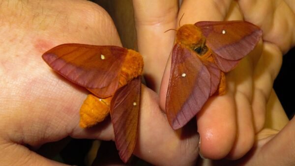 Anisota viginiensis - IMG 3 Southern Pink-Striped Oakworm Moth (Anisota viginiensis) - Framed Entomology Specimen