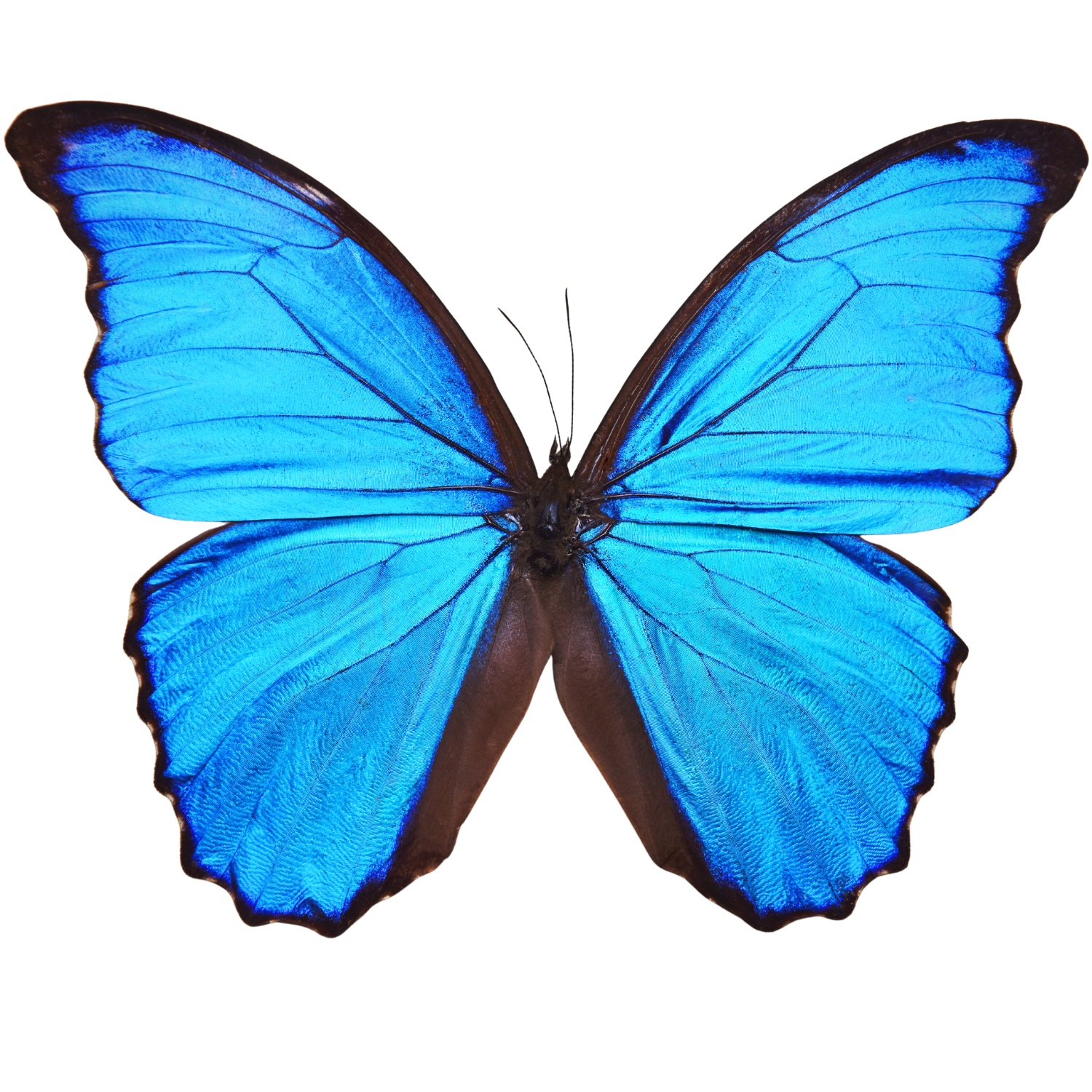 Morpho wing detail