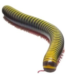 Bumblebee Millipedes (Anadenobolus monilicornis)