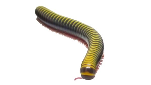 Bumblebee Millipedes (Anadenobolus monilicornis)