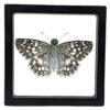 Tropical Checkered Skipper (Burnsius oileus) - Framed Entomology Specimen
